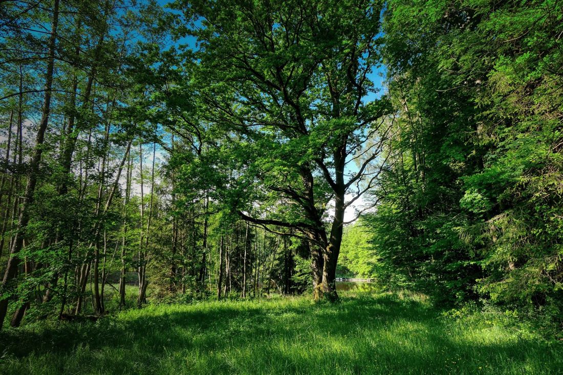 Alte Eiche auf einer sonnigen Waldlichtung, dahinter ein heller Durchblick